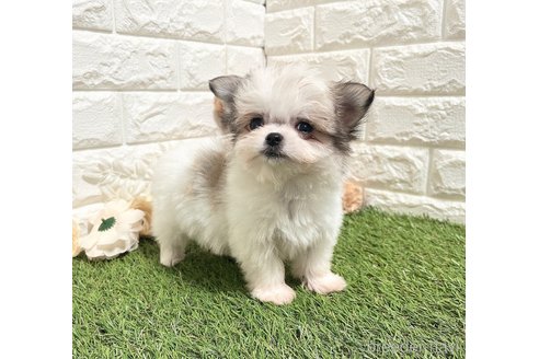 成約済の福岡県のチワマル:チワワ×マルチーズ-347612の20枚目