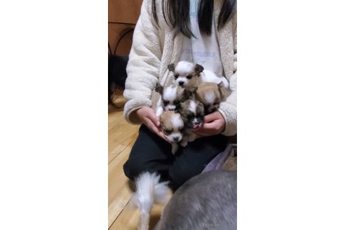 成約済の福岡県のチワワ(ロングコート)-361168の8枚目
