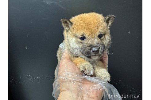 成約済の岡山県の豆柴-358998の5枚目