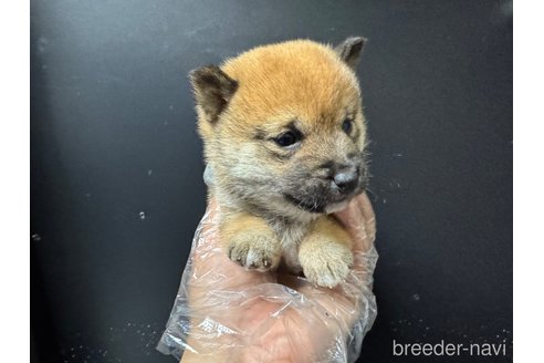 成約済の岡山県の豆柴-358998の4枚目