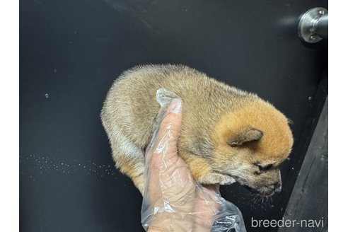 成約済の岡山県の豆柴-358998の3枚目