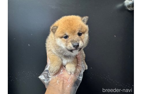 成約済の岡山県の豆柴-359000の5枚目