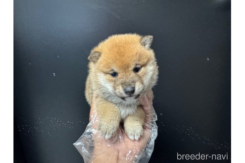 成約済の岡山県の豆柴-359000の1枚目
