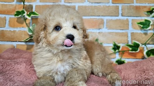 成約済の愛知県のミックス犬-349831の17枚目