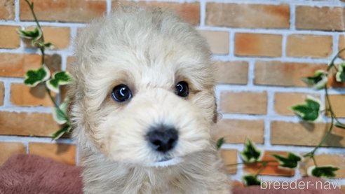 成約済の愛知県のミックス犬-349831の16枚目