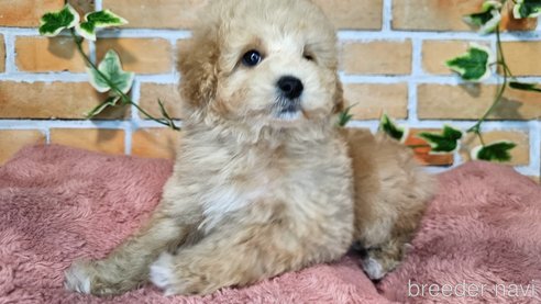 成約済の愛知県のミックス犬-349831の15枚目