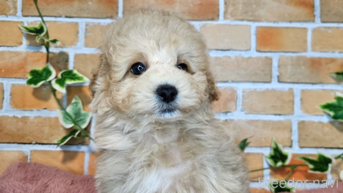 成約済の愛知県のミックス犬-349831の14枚目