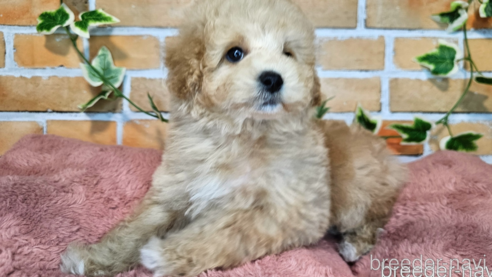 成約済の愛知県のミックス犬-349831の13枚目