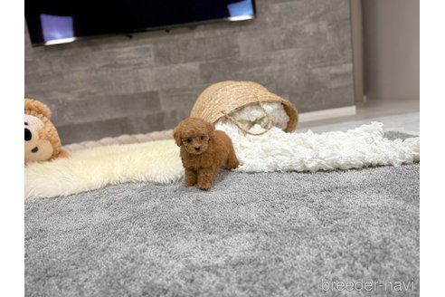 成約済の滋賀県のタイニープードル-361215の3枚目