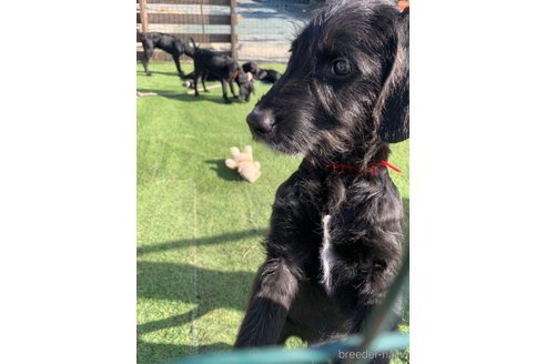 成約済の熊本県のミックス犬-346475の3枚目