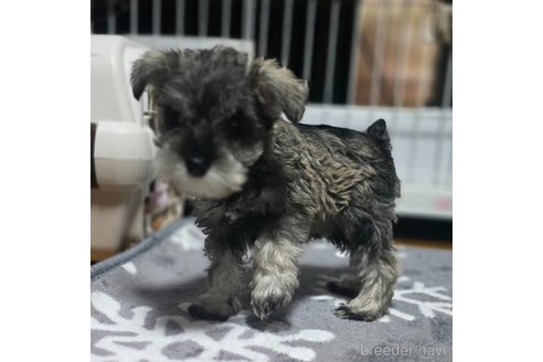 成約済の岡山県のミニチュアシュナウザー-353357の15枚目