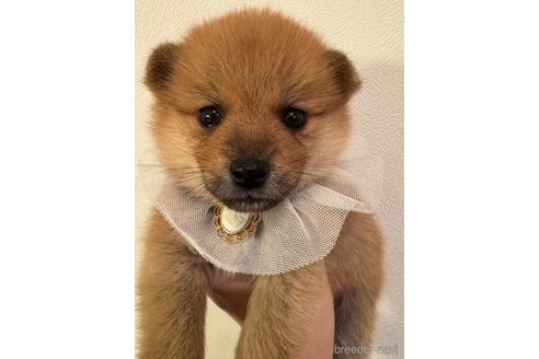 成約済の埼玉県のミックス犬-359722の2枚目