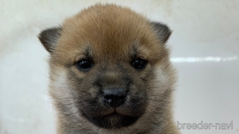 成約済の長野県の柴犬-361227の1枚目