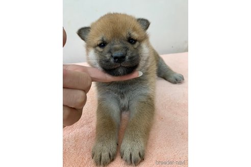 成約済の長野県の柴犬-361227の4枚目