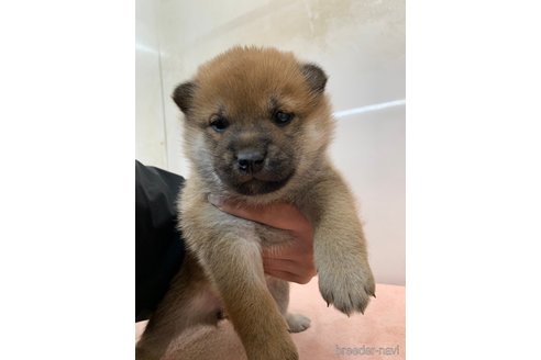 成約済の長野県の柴犬-361227の3枚目