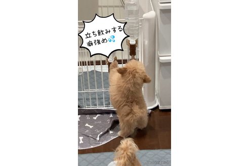成約済の滋賀県のポメプー:ポメラニアン×トイプードル-351203の8枚目
