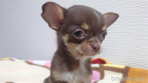 成約済の福岡県のチワワ(スムースコート)-347841の7枚目