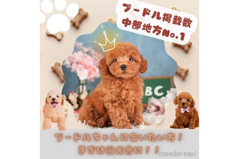 成約済の静岡県のポメチワ:ポメラニアン×チワワ-361243の4枚目