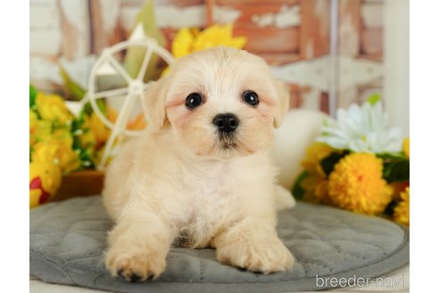 成約済の神奈川県のマルプー:マルチーズ×トイプードル-361248の3枚目
