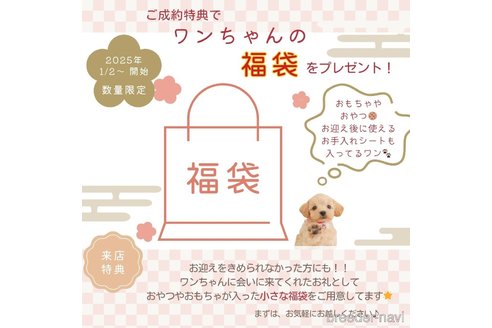 成約済の静岡県のトイプードル-361252の6枚目