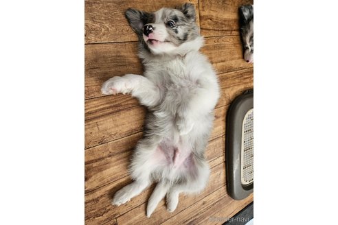 成約済の埼玉県のボーダーコリー-359208の3枚目