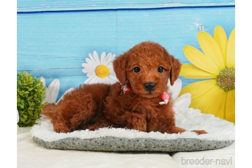 成約済の神奈川県のトイプードル-361260の6枚目