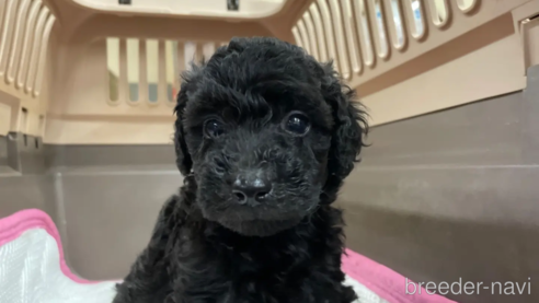 成約済の愛媛県のタイニープードル-354928の1枚目