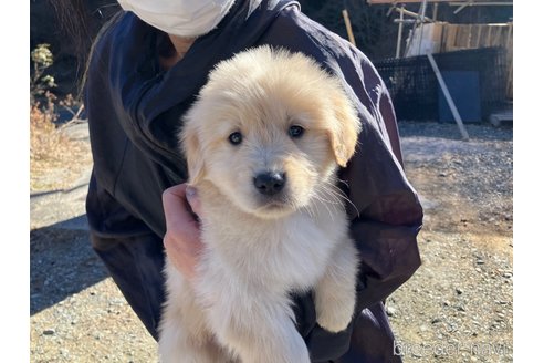 成約済の福島県のゴールデンレトリーバー-357510の2枚目