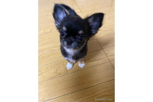 成約済の大阪府のチワワ(ロングコート)-355528