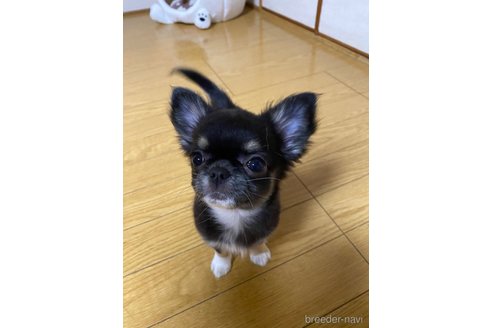 成約済の大阪府のチワワ(ロングコート)-355528の2枚目