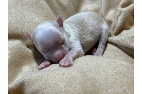 成約済の千葉県のチワワ(ロングコート)-362096の10枚目