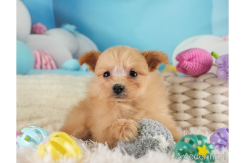 成約済の埼玉県のポメプー:ポメラニアン×トイプードル-361323の4枚目