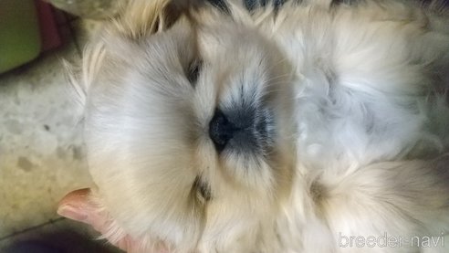 成約済の愛知県のペキニーズ-358127の8枚目