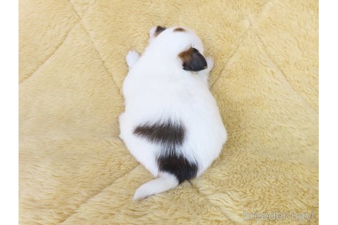 成約済の千葉県のパピヨン-361333の42枚目