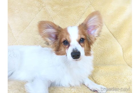 成約済の千葉県のパピヨン-325419の16枚目