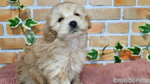 成約済の愛知県のミックス犬-349830の19枚目