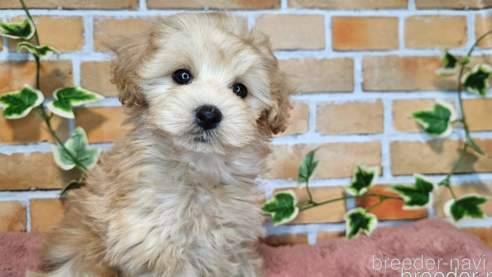 成約済の愛知県のミックス犬-349830の18枚目