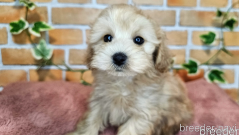 成約済の愛知県のミックス犬-349830の17枚目