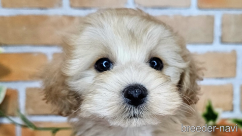 成約済の愛知県のミックス犬-349830の16枚目