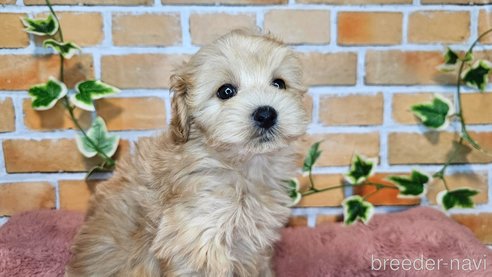 成約済の愛知県のミックス犬-349830の15枚目