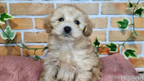 成約済の愛知県のミックス犬-349830の14枚目