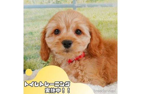 成約済の静岡県のコッカプー:アメリカンコッカースパニエル×トイプードル-361345の1枚目