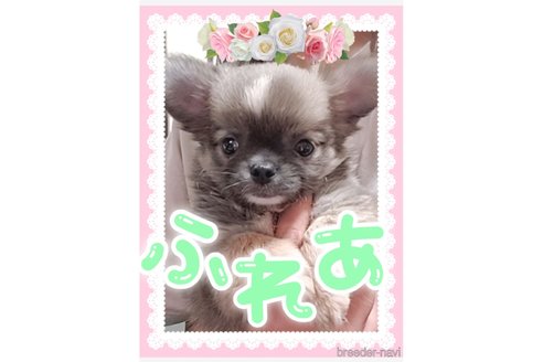 フレア🐰ちゃん1枚目