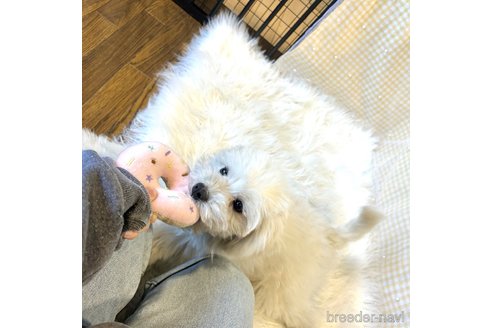 成約済の栃木県のマルプー:マルチーズ×トイプードル-335292の4枚目