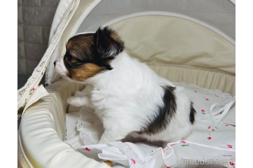 成約済の埼玉県のパピヨン-356578の8枚目
