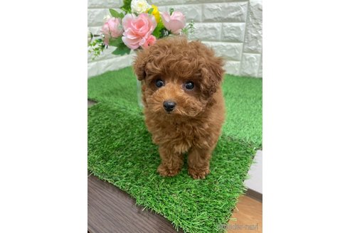 成約済の岡山県のタイニープードル-361349の4枚目