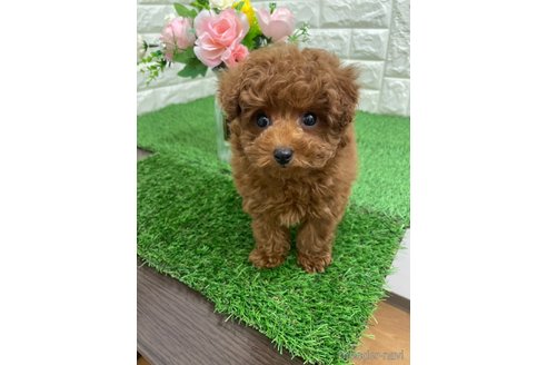 成約済の岡山県のタイニープードル-361349の6枚目