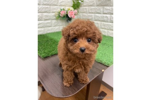 成約済の岡山県のタイニープードル-361349の10枚目
