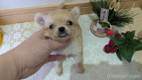 成約済の広島県のチワプー:チワワ×トイプードル-358079の85枚目