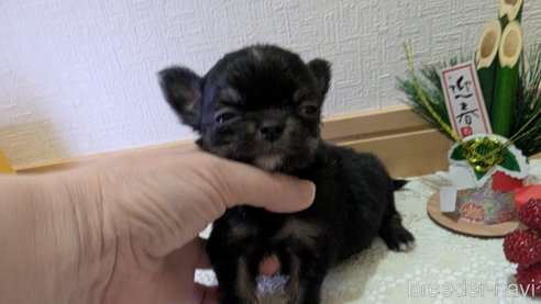 成約済の広島県のチワプー:チワワ×トイプードル-358074の107枚目